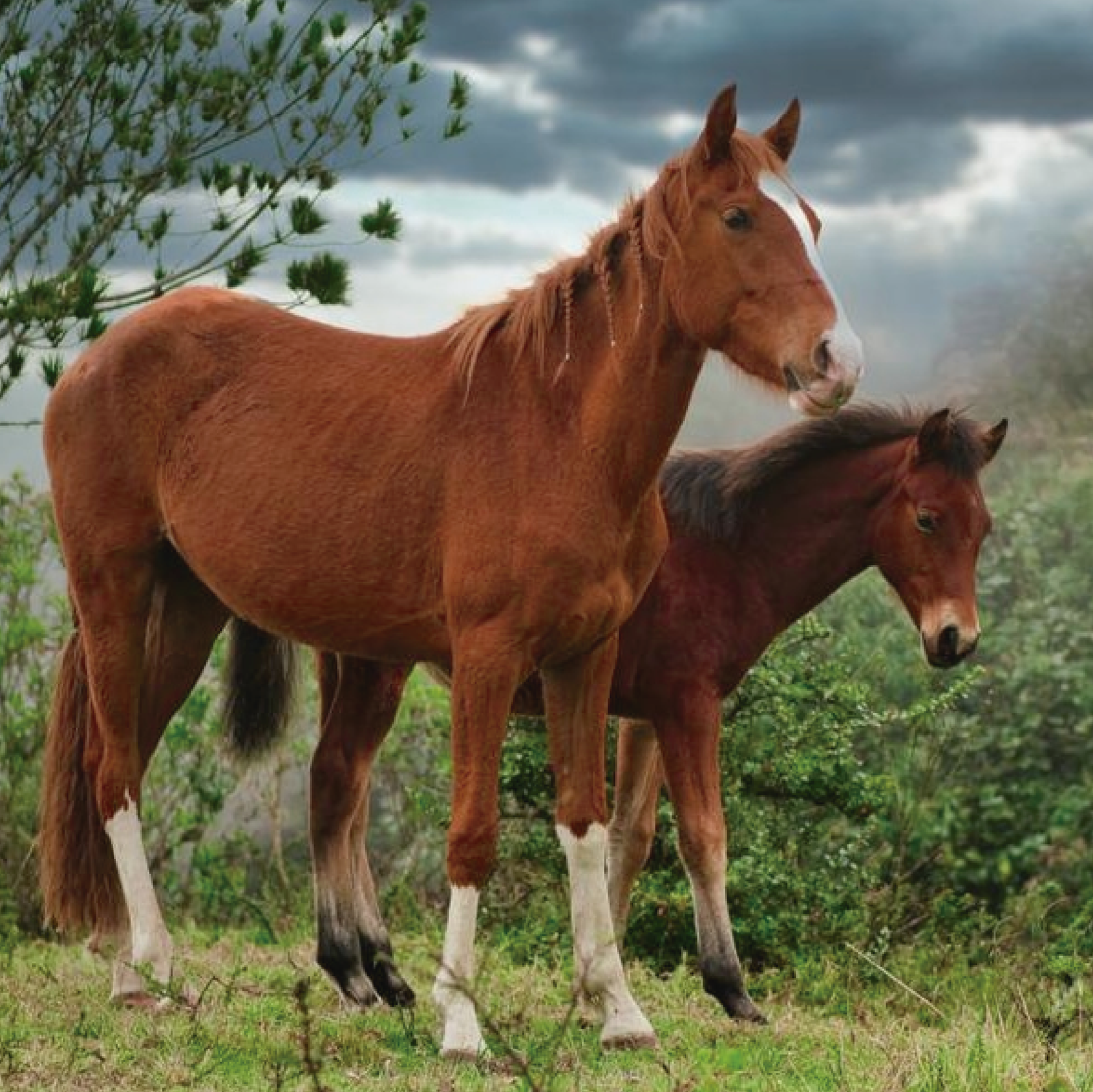 nuestros caballos admirando el paisaje de el volcán Pululahua en el mirador Ukumari, esperando para cabalgar con tus amigos y familia a través del bosque nublado